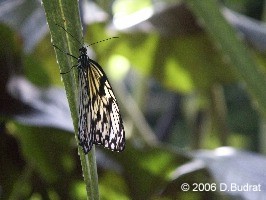 Schmetterlingsschau 2004 im Botanischen Garten Osnabrück